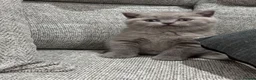 British Shorthair cats for sale: Beautiful lilac British shorthair sisters - Advert 11