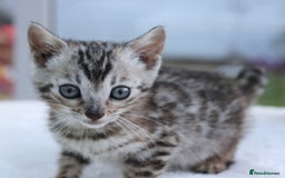 Bengal cats for sale: CUTE BENGAL KITTENS AVAILABLE - Image 15
