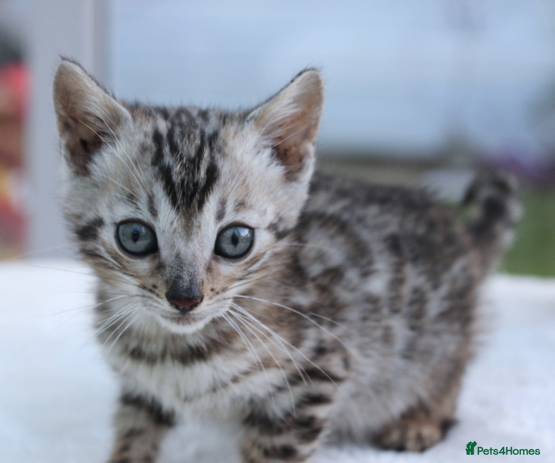 Bengal cats for sale: CUTE BENGAL KITTENS AVAILABLE - Image 15