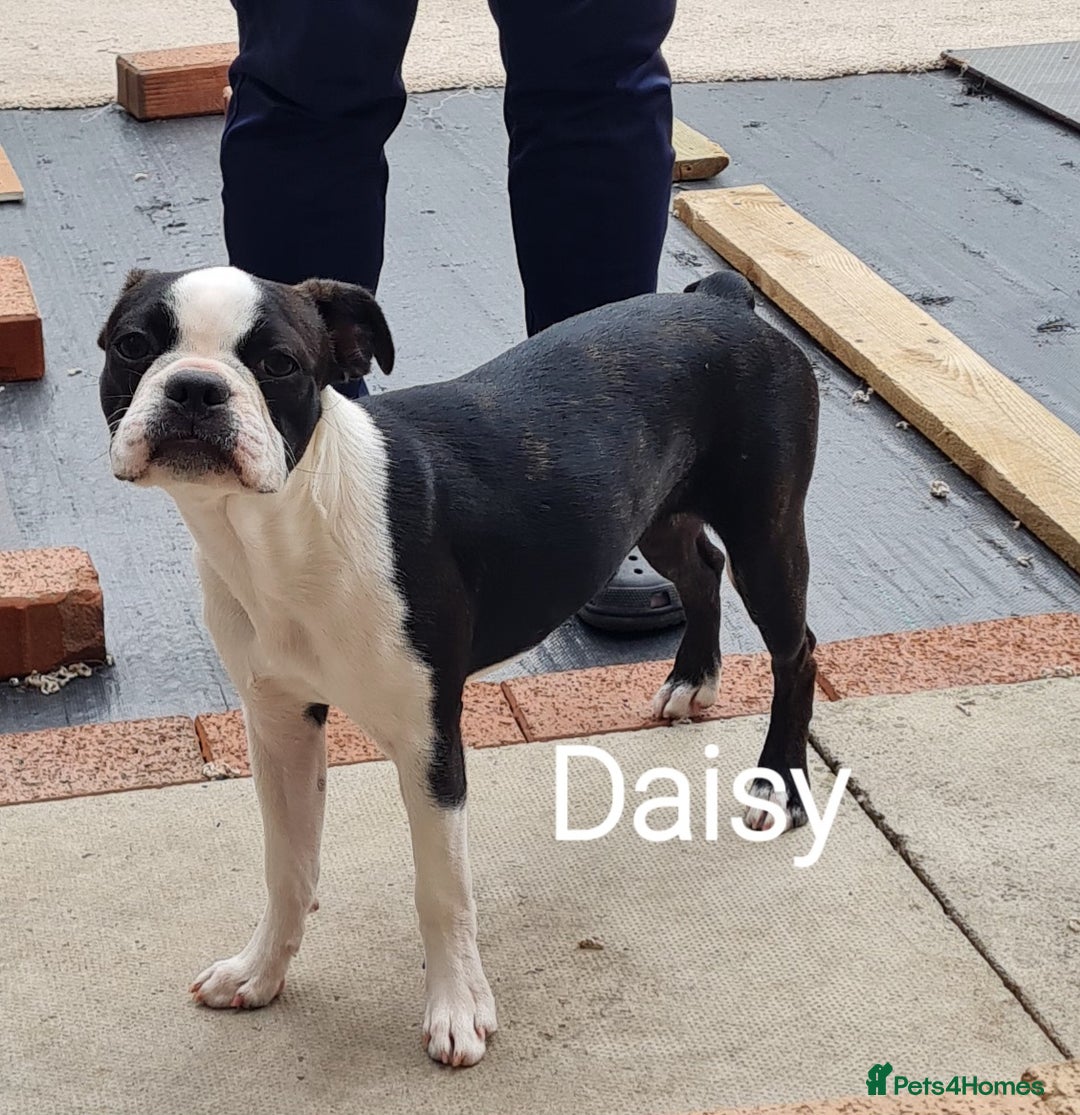 Boston Terrier dogs for sale: Need home,s ASAP  - Image 2