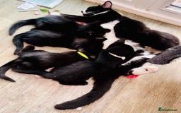 British Shorthair cats for sale: 6 x cutest kittens ever  - Image 8