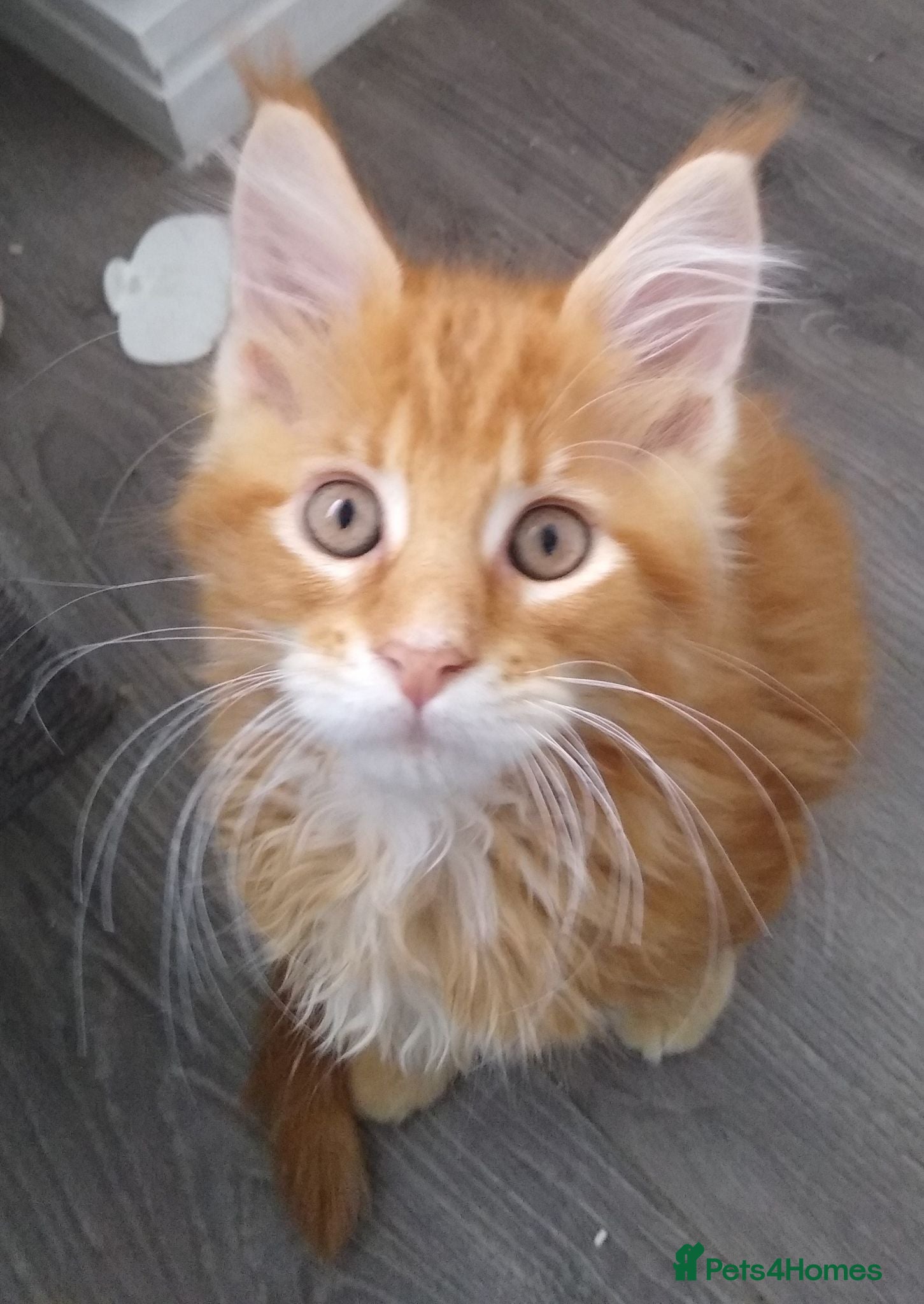 Maine Coon cats Main Coon 🐈 kittens already now  - Advert 2