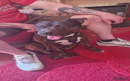 Staffordshire Bull Terrier dogs for sale: Staffordshire bull terrier pups - Image 11