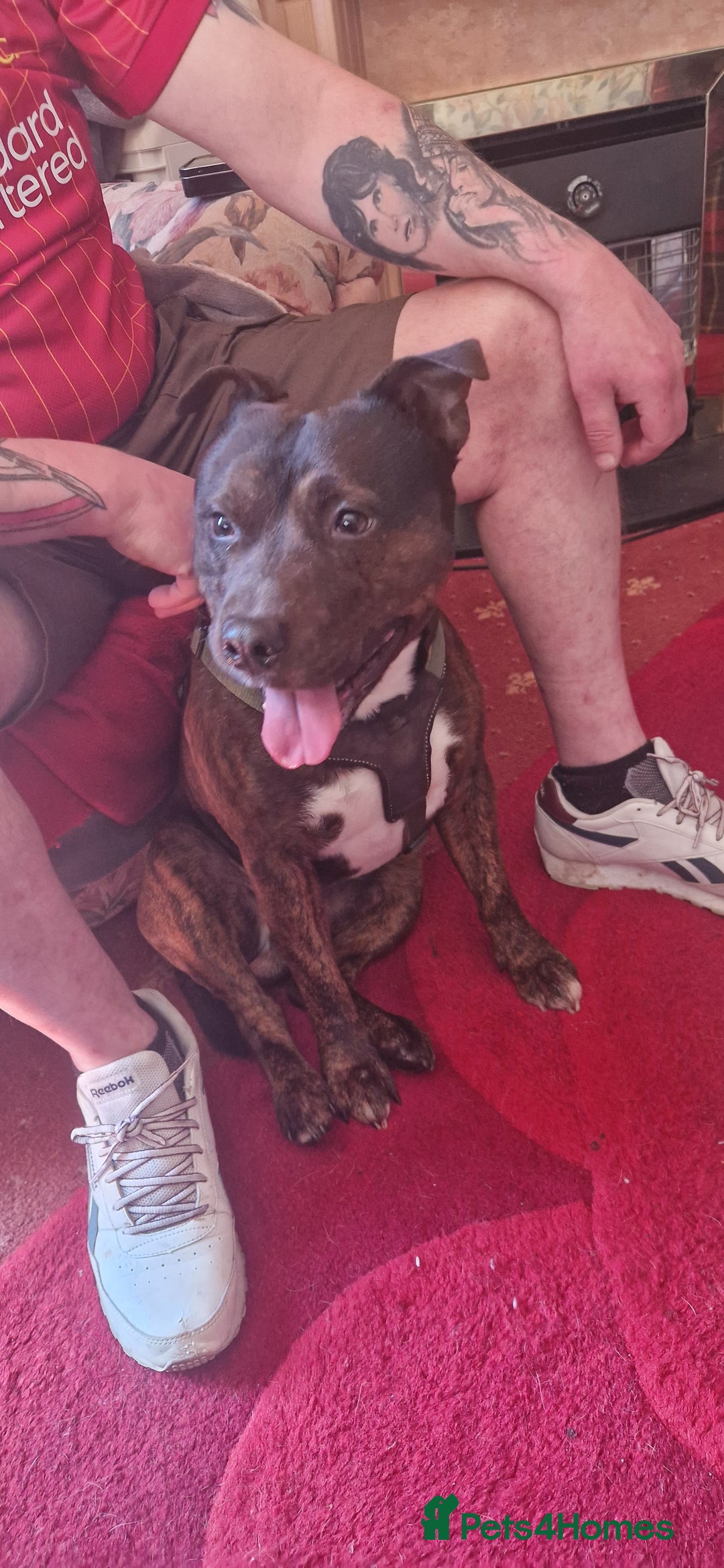 Staffordshire Bull Terrier dogs for sale: Staffordshire bull terrier pups - Image 11
