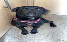 Mixed Breed dogs for sale: 6 month old poppy looking for a forever home  - Image 2