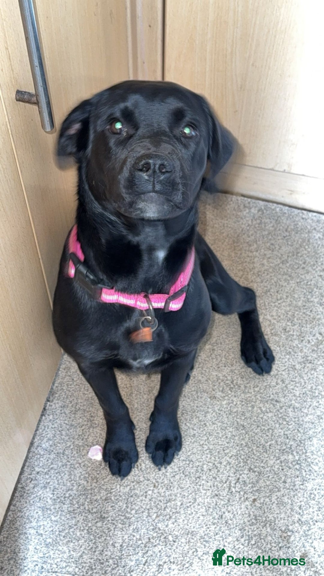 Mixed Breed dogs for sale: 6 month old poppy looking for a forever home  - Image 2