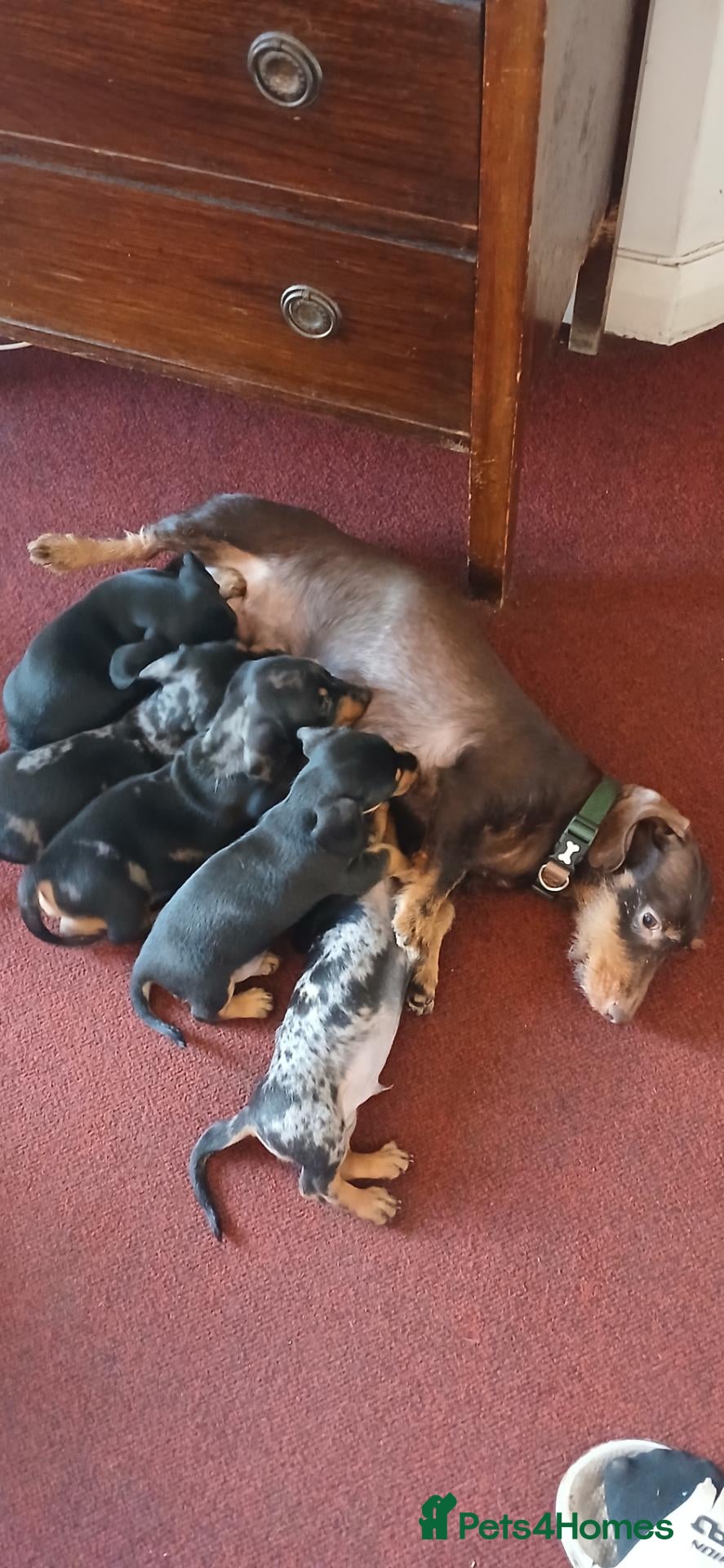 Dachshund dogs Dachshunds  - Advert 15