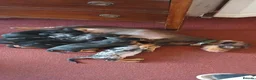 Dachshund dogs for sale: Dachshunds  - Advert 1