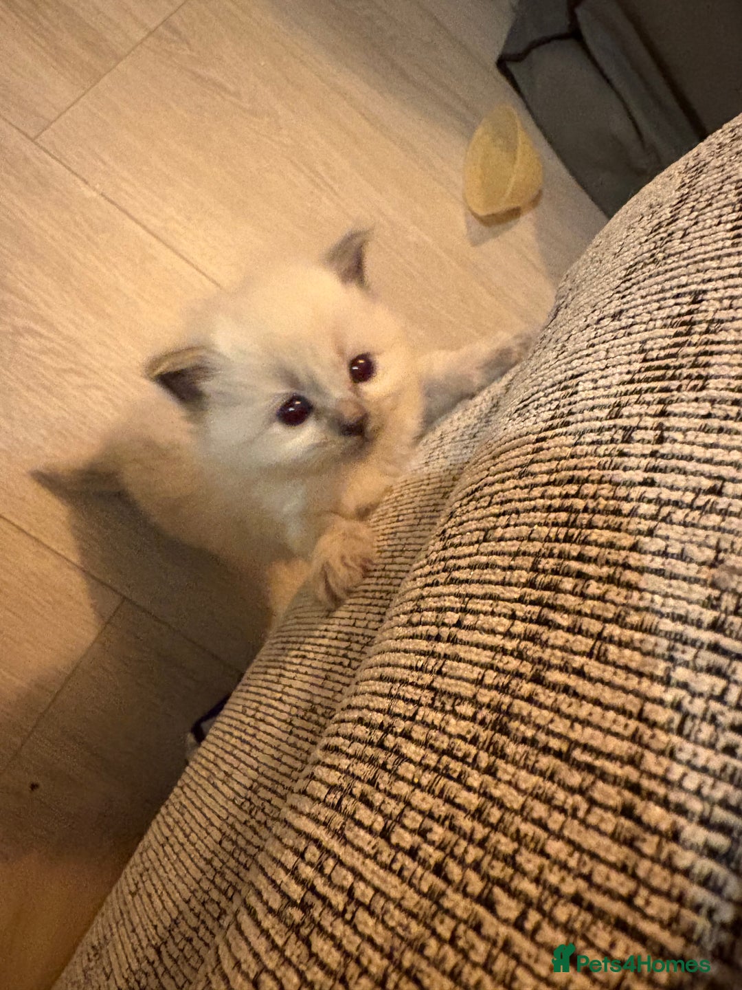 Ragdoll cats for sale: Ragdoll kittens for sale  - Advert 8