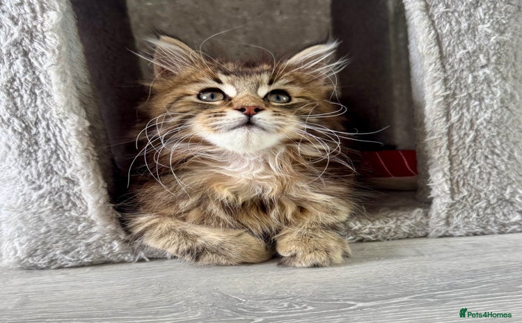 Maine Coon cats - Advert 11