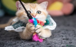 Scottish Fold cats for sale: Scottish straight boy ready to leave - Image 16