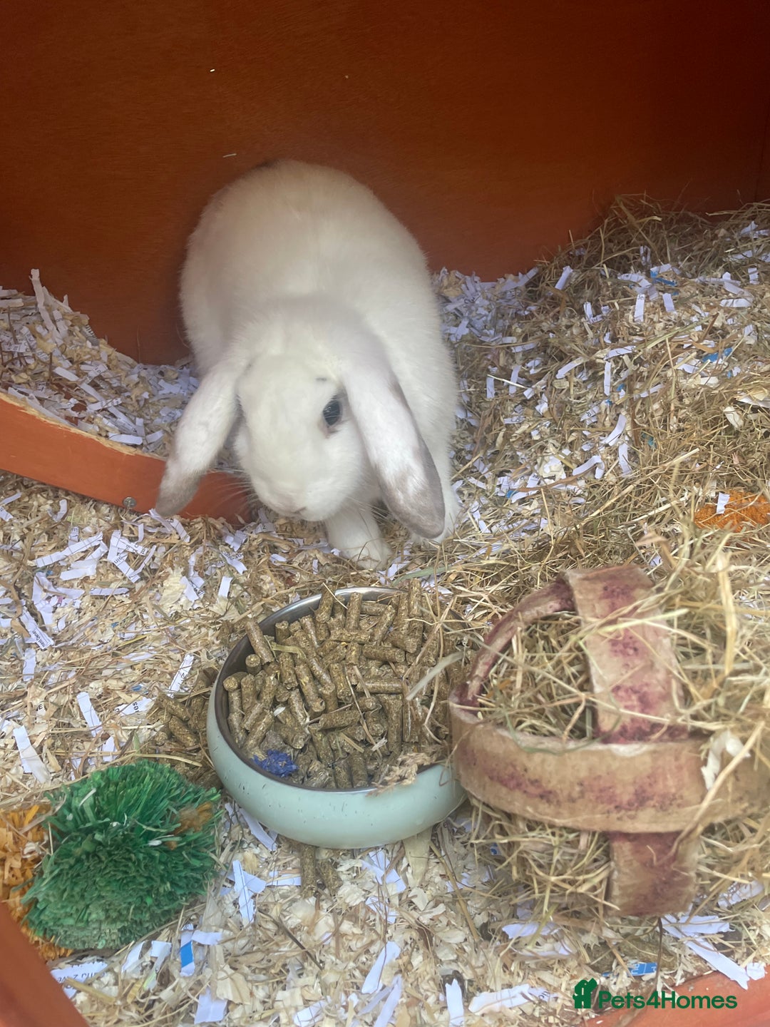 English Lop rabbits for sale:  rabbit plus hutch - Image 9
