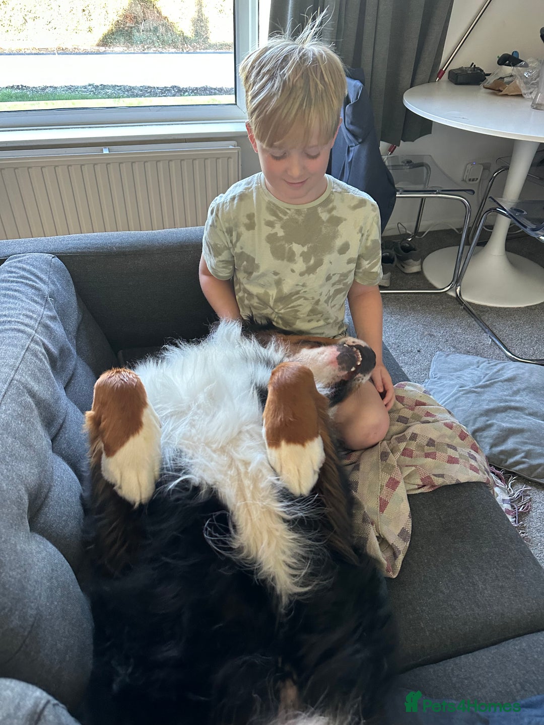 Bernese Mountain Dog dogs for sale: 2 Yr old Bernese - Advert 8