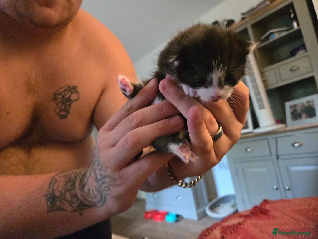 Mixed Breed cats for sale: Black and white moggy kitten - Advert 3