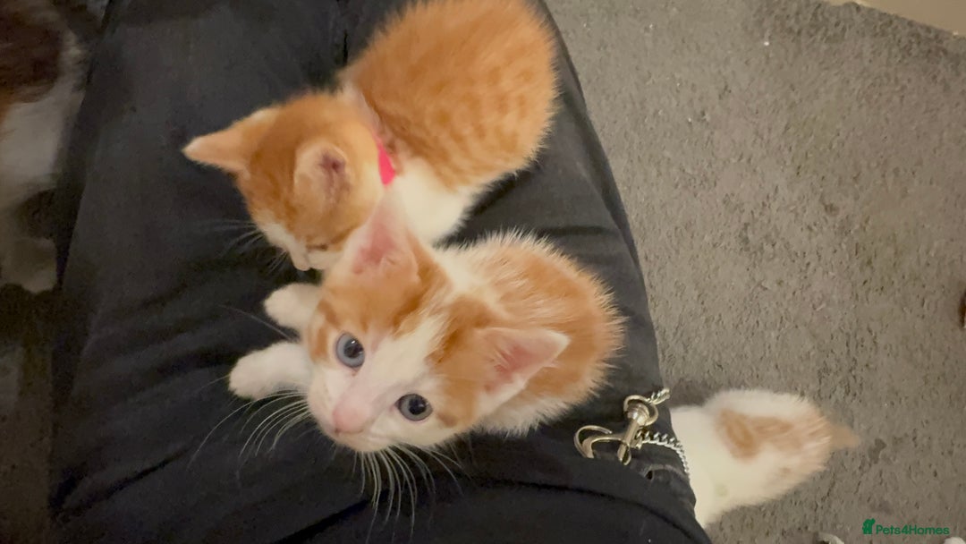 Domestic Shorthair cats for sale: Domestic Shorthairs - 6 Left - Advert 29