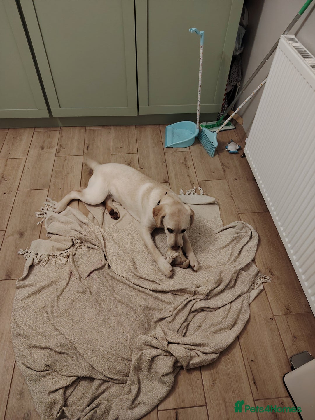 Labrador Retriever dogs for sale: Labrador retriver - Advert 15