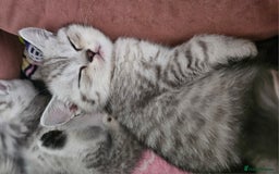 British Shorthair cats for sale: Beautiful British kittens - Image 10