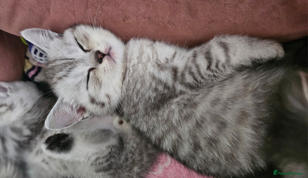 British Shorthair cats for sale: Beautiful British kittens - Image 10