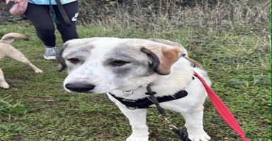 Mixed Breed dogs - Advert 4