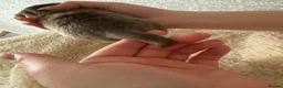 Miniature Dachshund dogs for sale: 3 Long hair mini dachshund puppies - Advert 29