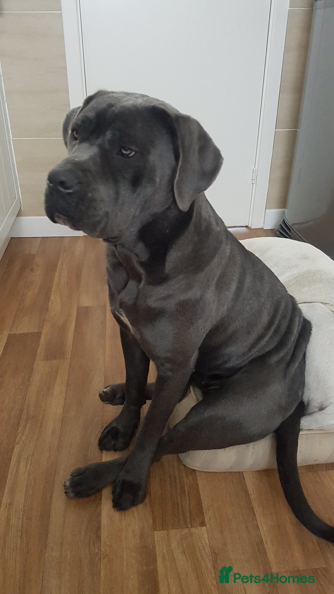 Cane Corso dogs for sale: Bella 11 month old female Cane Corso - Advert 6