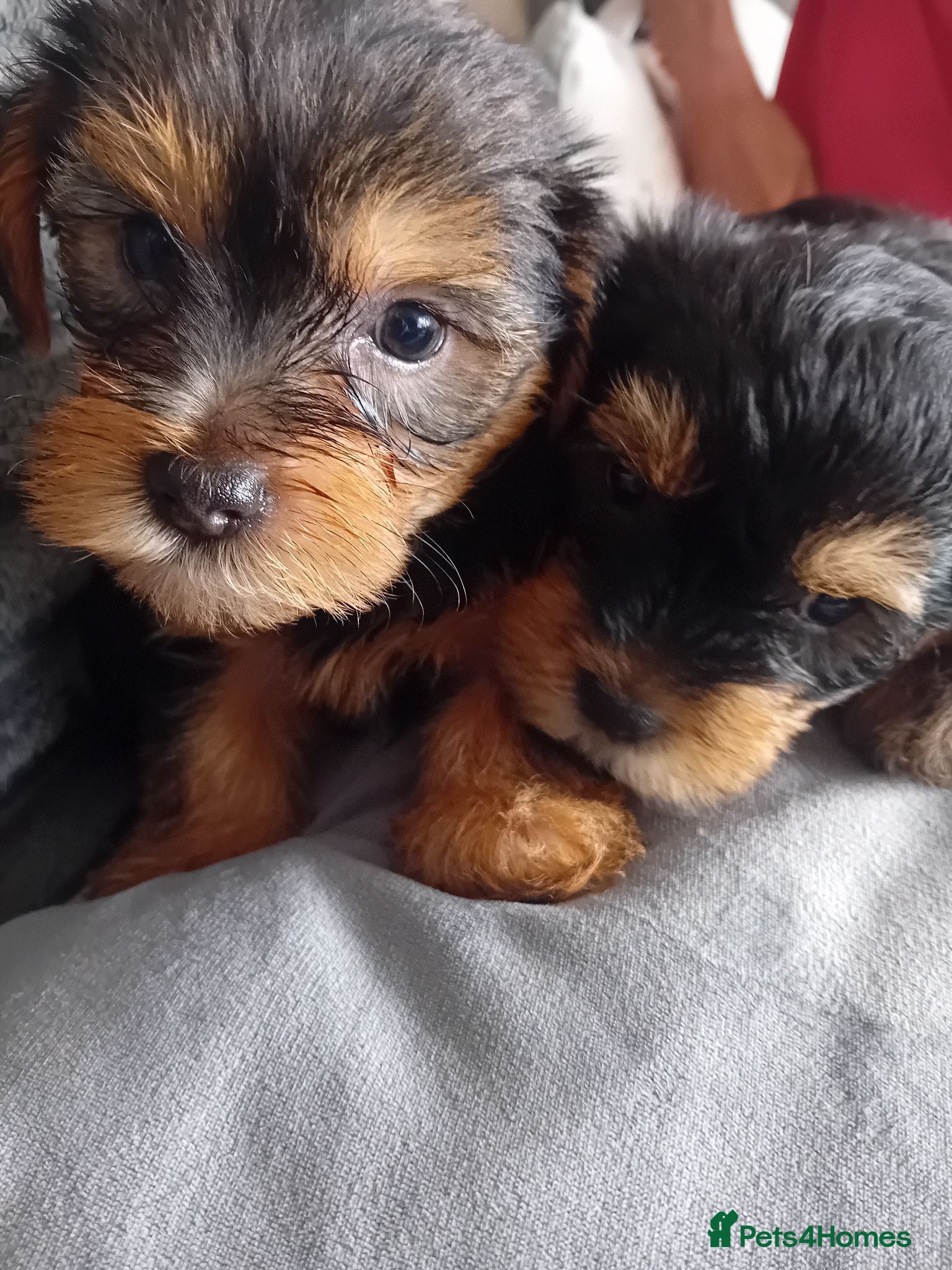 Yorkshire Terrier dogs YORKSHIRE TERRIER BOY PUPPIES READY NOW - Advert 5