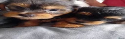 Yorkshire Terrier dogs for sale: YORKSHIRE TERRIER BOY PUPPIES READY NOW in Southampton - Advert 1