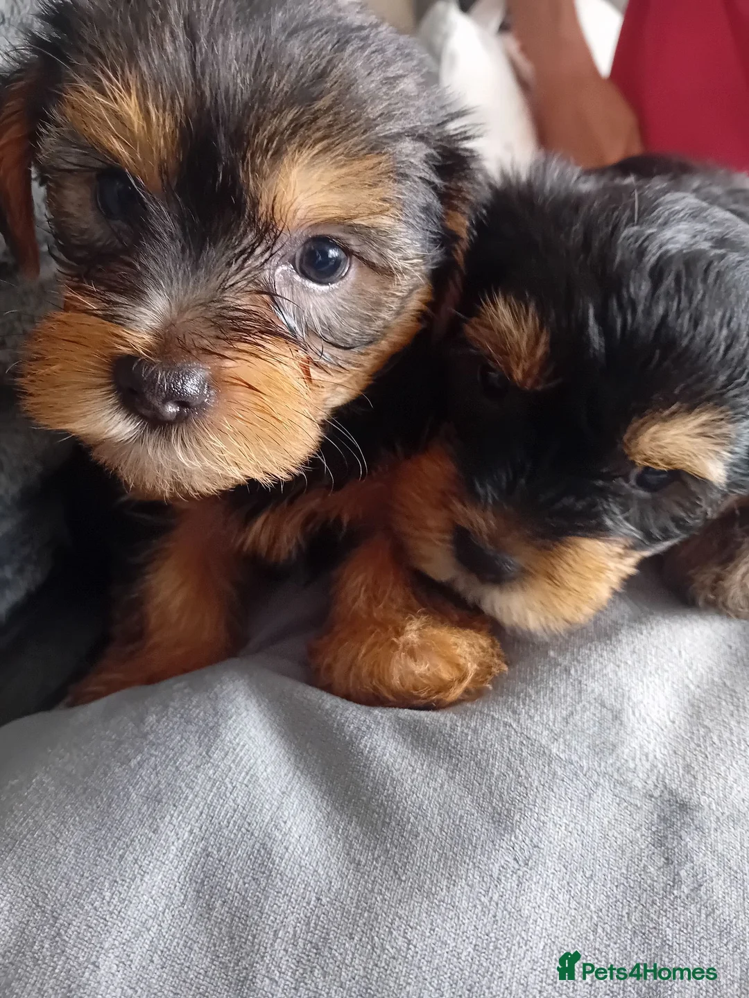 Yorkshire Terrier dogs for sale: YORKSHIRE TERRIER BOY PUPPIES READY NOW in Southampton - Advert 1