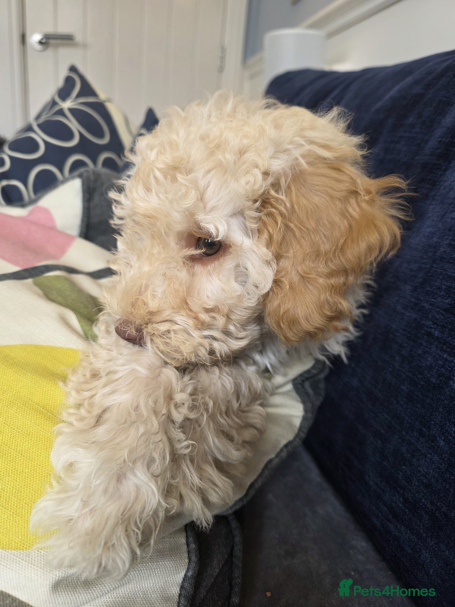 Cockapoo dogs ✨ Reduced! 11Wk Cream F2 Cockapoos - Advert 17