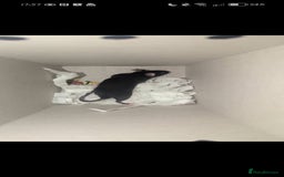 Mouse rodents for sale: All Black Male Mouse FREE TO GOOD HOME - Advert 8