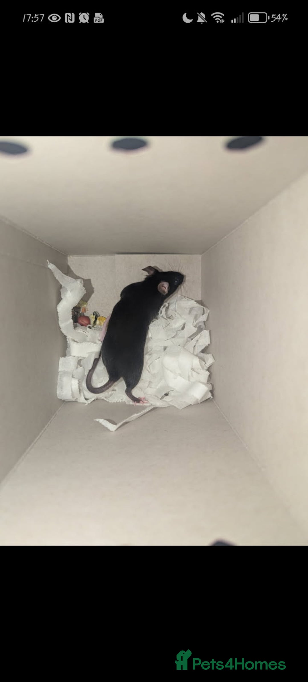 Mouse rodents for sale: All Black Male Mouse FREE TO GOOD HOME - Advert 8