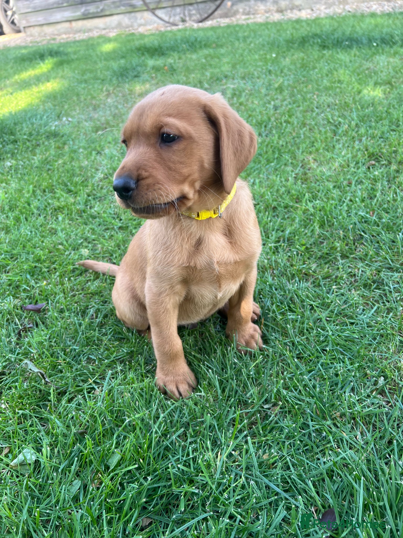 Labrador Retriever dogs Stunning Fox Red Labrador pups for sale - Advert 14