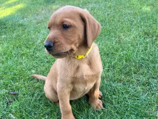 Labrador Retriever dogs Stunning Fox Red Labrador pups for sale - Advert 14