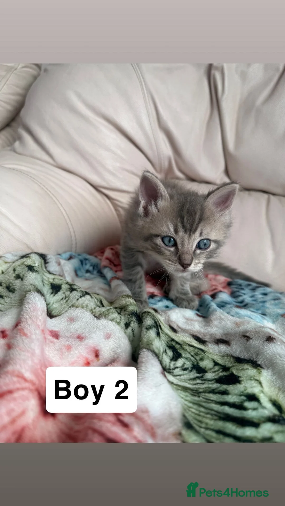 British Shorthair cats for sale: Stunning ragdoll cross BSH litter - Advert 18