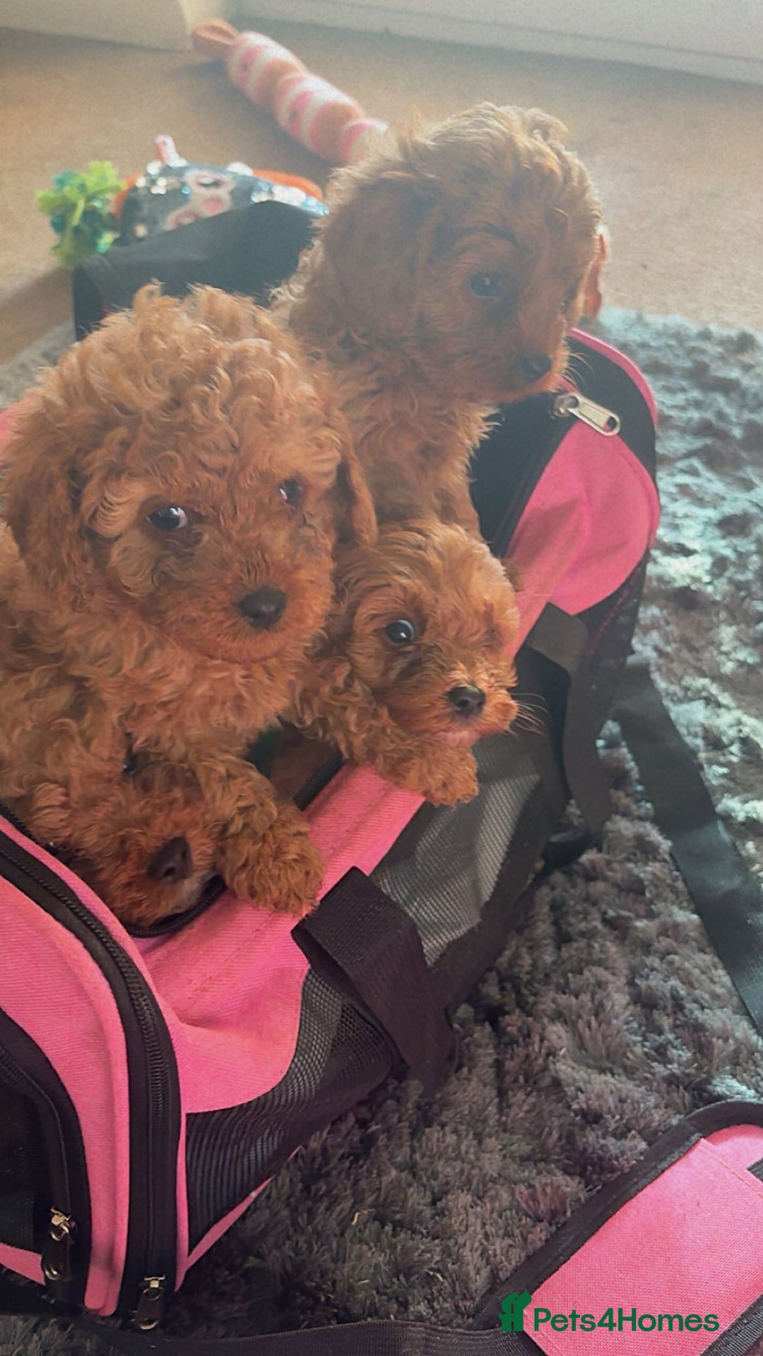 Cavapoo dogs for sale: Toy Cavapoo F1B Health dna tested - Advert 3