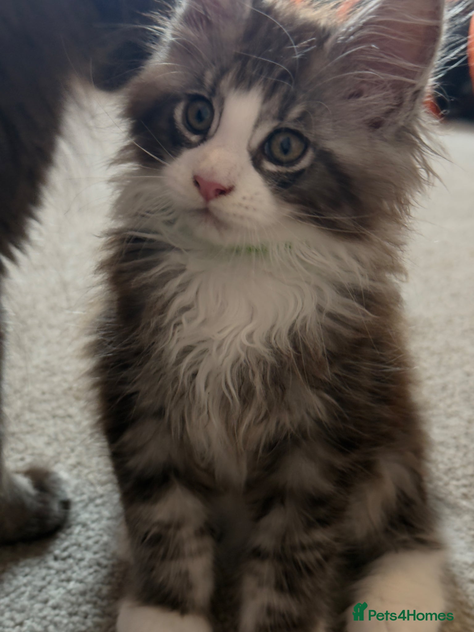 Maine Coon cats for sale: Maine Coon kittens XXL - Advert 3