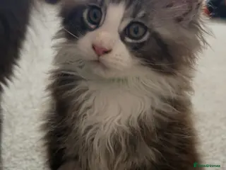 Maine Coon cats for sale: Maine Coon kittens XXL - Advert 3