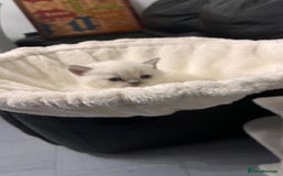 British Shorthair cats for sale: BRITISH SHORTHAIR PEDIGREE - FIRST LITTER - Image 22