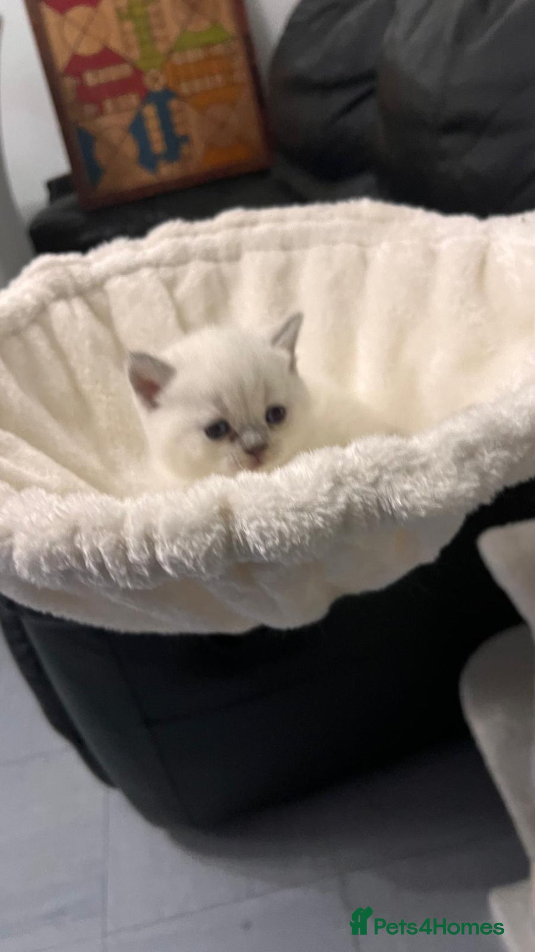 British Shorthair cats for sale: BRITISH SHORTHAIR PEDIGREE - FIRST LITTER - Image 22