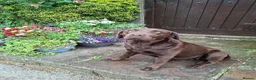 Labrador Retriever dogs for sale: Beautiful KC Registered Chocolate Labrador puppies - Advert 1