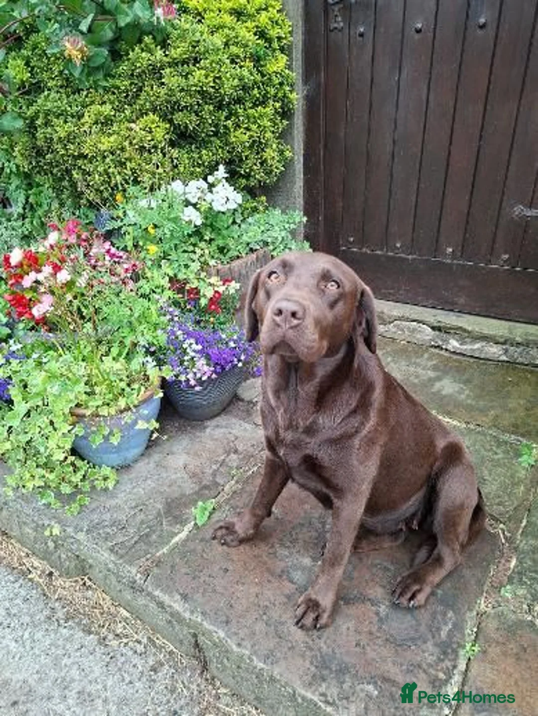 Labrador Retriever dogs for sale: Beautiful KC Registered Chocolate Labrador puppies - Advert 1