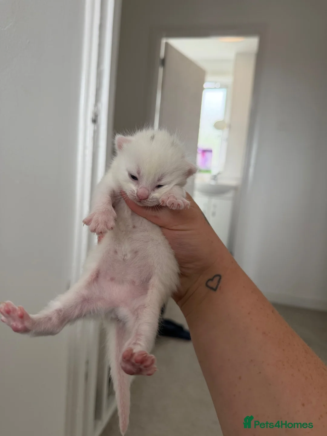 Mixed Breed cats for sale: Kittens - Advert 7