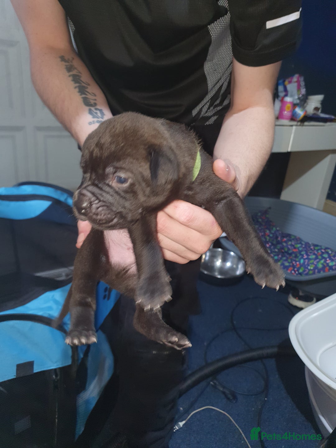 Mixed Breed dogs for sale: Staff x shar pei - Image 1