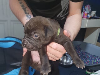 Mixed Breed dogs - Advert 17