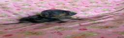 Dachshund dogs for sale: Beautiful dachshund puppies for sale  - Advert 9