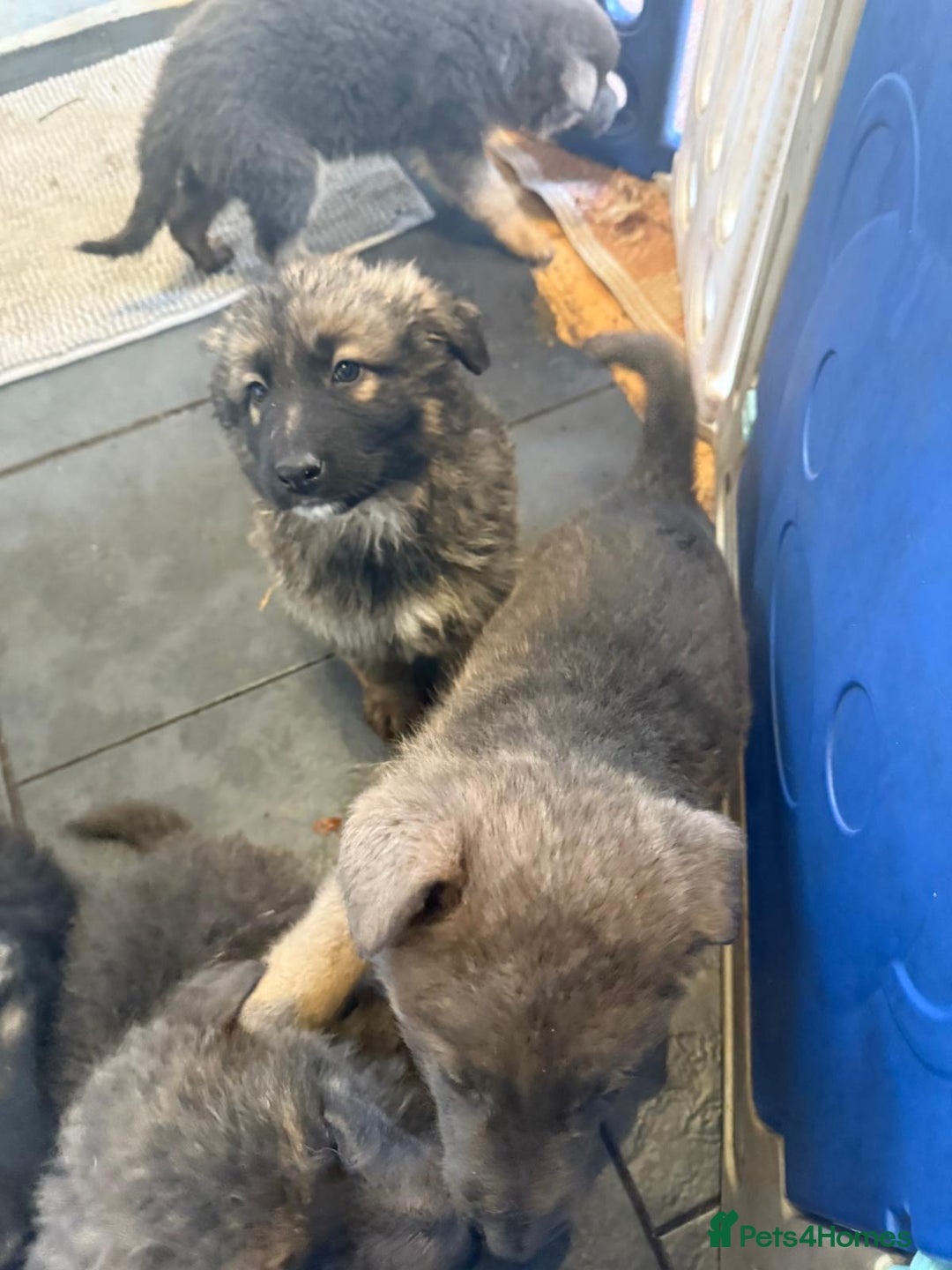 German Shepherd dogs for sale: German shepherd puppies - Advert 2