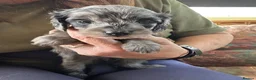 Doxiepoo dogs for sale: Stunning dachshund/poodle pups - Advert 8