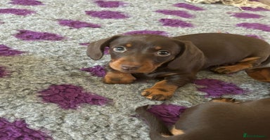 Miniature Dachshund dogs - Advert 1