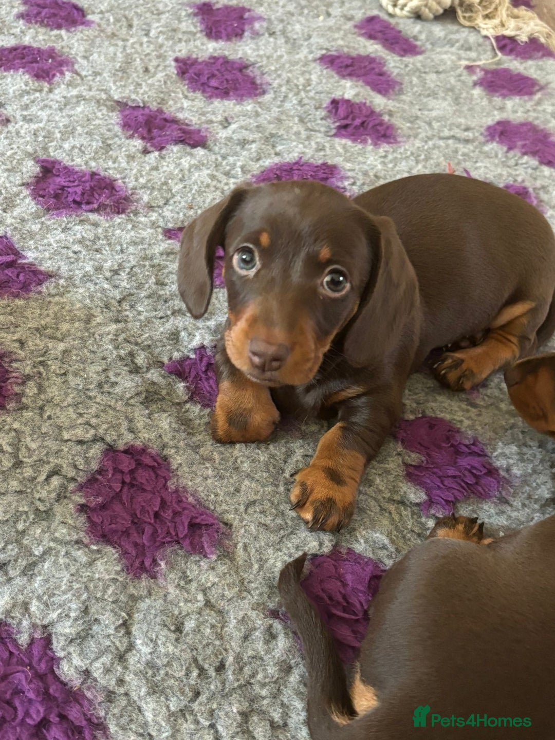 Miniature Dachshund dogs for sale: 3 gorgeous Chocolate and tan Girls  - Image 3