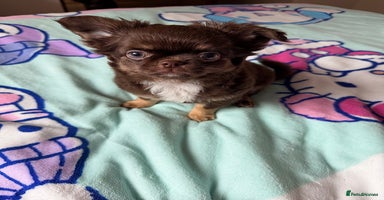 Chihuahua dogs - Advert 1